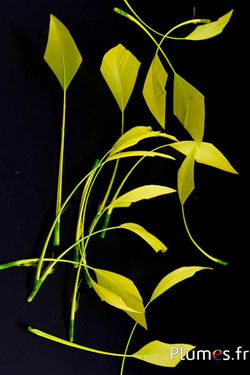 Oie flèche - 10-15 cm - jaune-lime